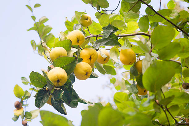 完熟 quinces の木 - quince ストックフォトと画像