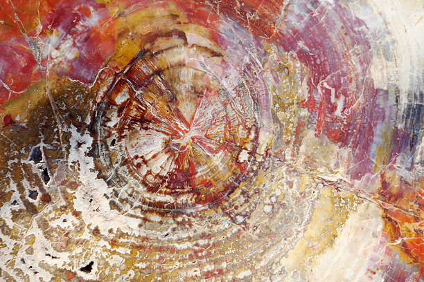 istock wood tree trunk slab petrified 184610365