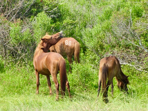 Three brown wild horses grazing on grass and one neighing on Shackleford Banks, North Carolina