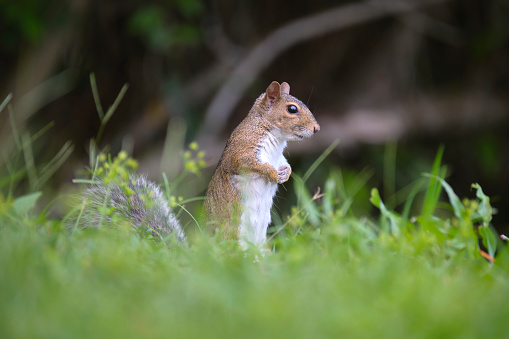 Grey Squirrel (Sciurus carolinensis) in the park on a sprin sunny day, Ireland