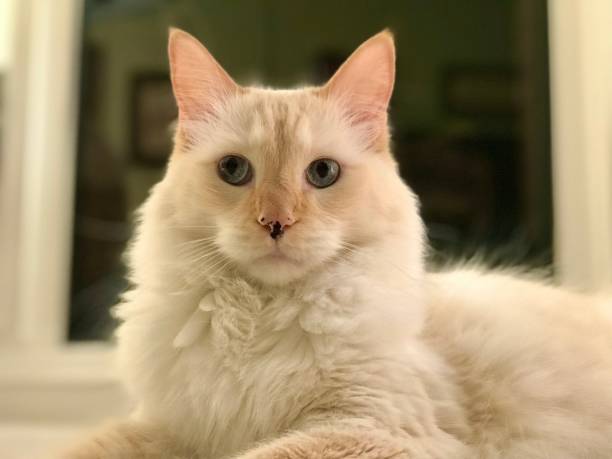istock Long hair flame point Siamese cat 1846104638