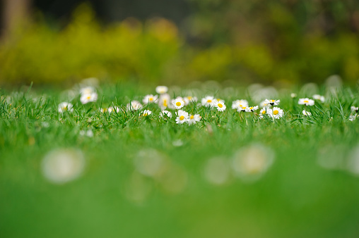 Field of daisies with dof effect