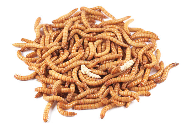 istock Mealworm beetle (Tenebrio molitor), larval and pupae on a white 184610572