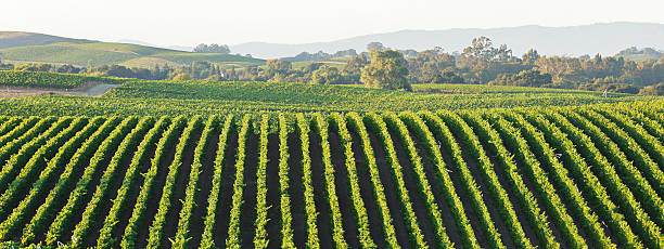 vigneto paesaggio - carneros valley napa valley vineyard california foto e immagini stock