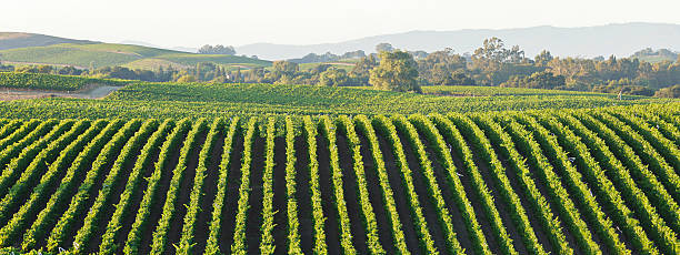 ブドウ園の景色 - vineyard panoramic napa valley california ストックフォトと画像