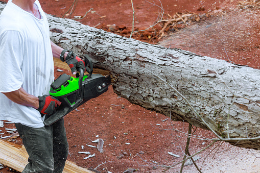 Professional lumberjack uses chainsaw to cut trees on forest site