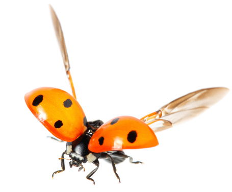 ladybug spreading wings for take off, focus on the eye and wing