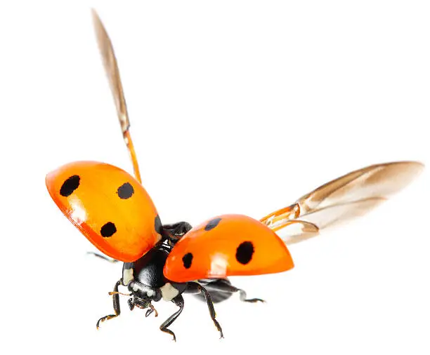 flying ladybug