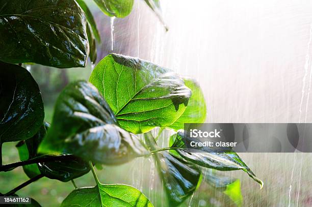 Lluvia Que Cae A Torrentes En Puesta De Sol Foto de stock y más banco de imágenes de Lluvia - Lluvia, Bosque, Macrofotografía