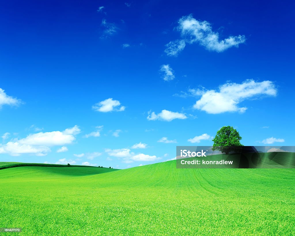 Green Field und der Baum auf Hügel-Rolling Landscape - Lizenzfrei Anhöhe Stock-Foto