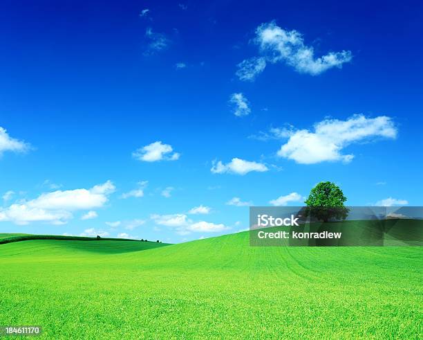 Green Field Und Der Baum Auf Hügelrolling Landscape Stockfoto und mehr Bilder von Anhöhe