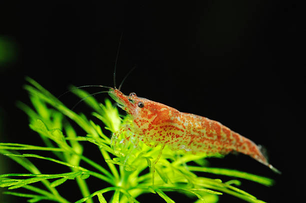 Freshwater shrimp Freshwater shrimp in aquarium amano aquarium stock pictures, royalty-free photos & images