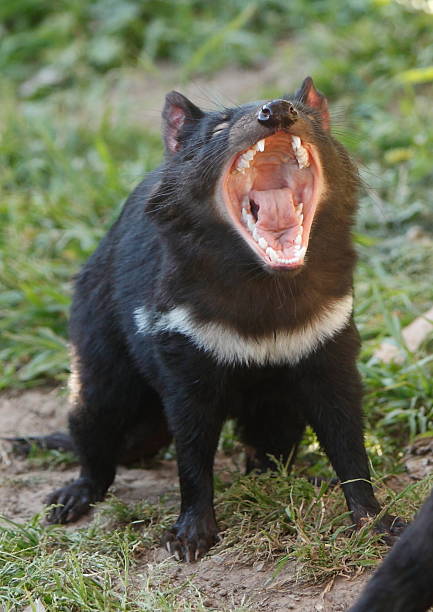 istock Growling black Tasmanian devil with white strip on grass 184611464