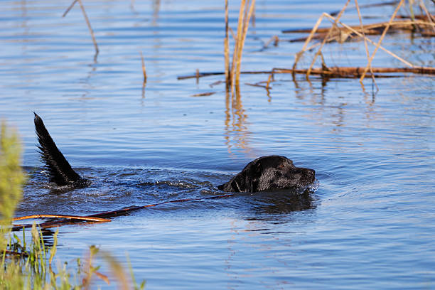 istock Black Labrador Retriever Swimming In Pond 184611507