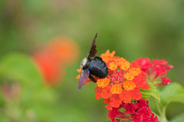 bee on a flower collecting nectar bee on a flower collecting nectar collorful stock pictures, royalty-free photos & images