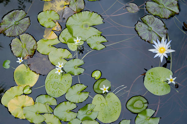 seerosen und lily pads in einem teich in palm beach, florida - water lily lily water water garden stock-fotos und bilder