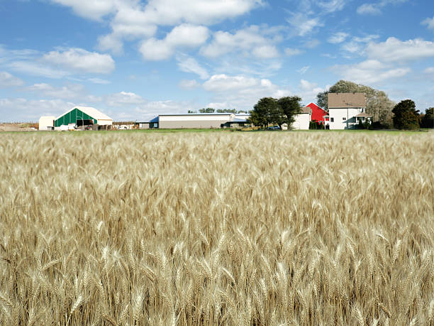 xxxl autunno grano farm - nebraska midwest usa farm prairie foto e immagini stock