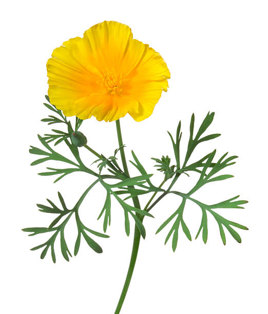 Eschscholzia. Yellow flower on a white background. poppy plant photos stock pictures, royalty-free photos & images