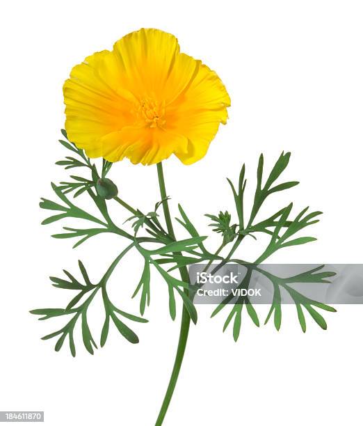 Foto de Eschscholzia e mais fotos de stock de Flor - Flor, Flor Selvagem, Papoula-da-Califórnia