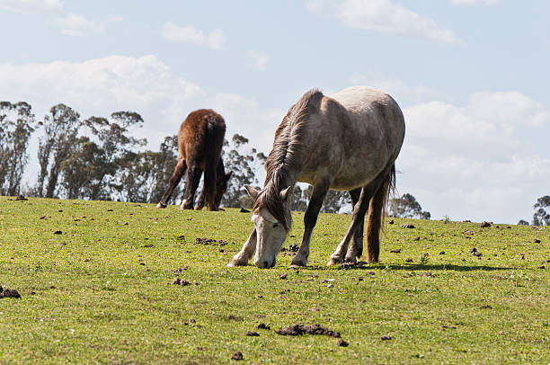 Os cavalos - fotografia de stock