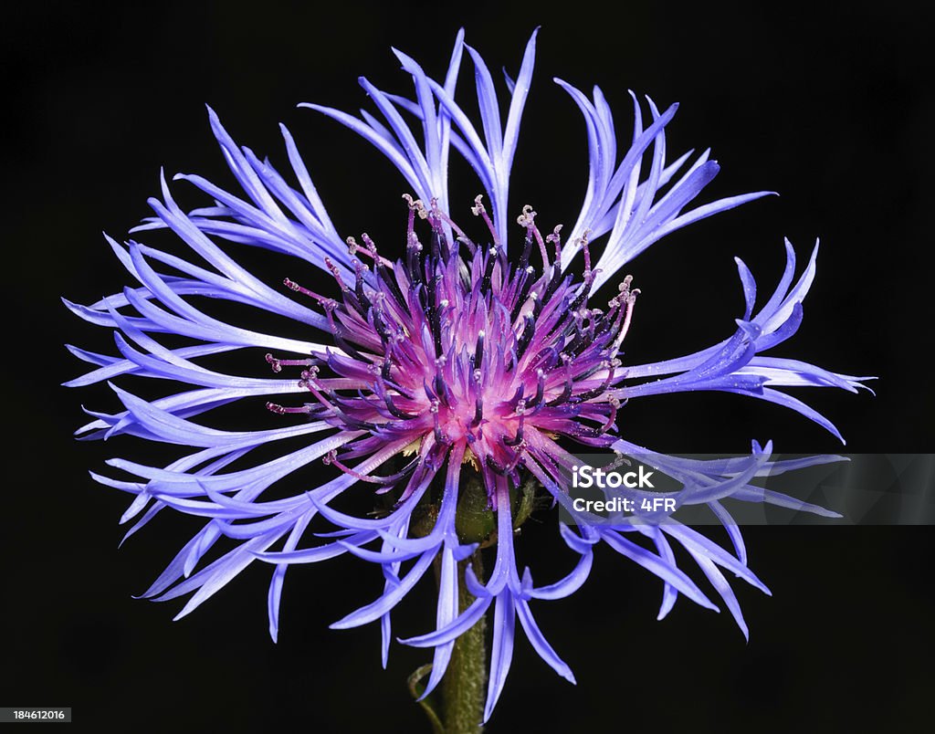 Berg-Flockenblume, Montanha Centáurea, Centáurea-azul Macro (XXXL - Royalty-free Ao Ar Livre Foto de stock