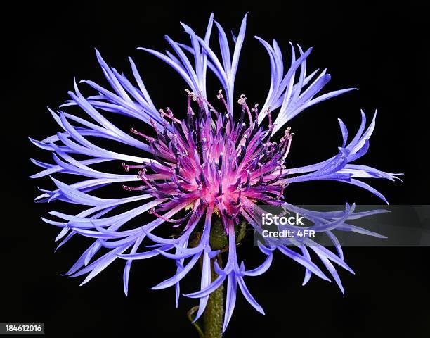 Bergflockenblume Montanha Centáurea Centáureaazul Macro Xxxl - Fotografias de stock e mais imagens de Ao Ar Livre