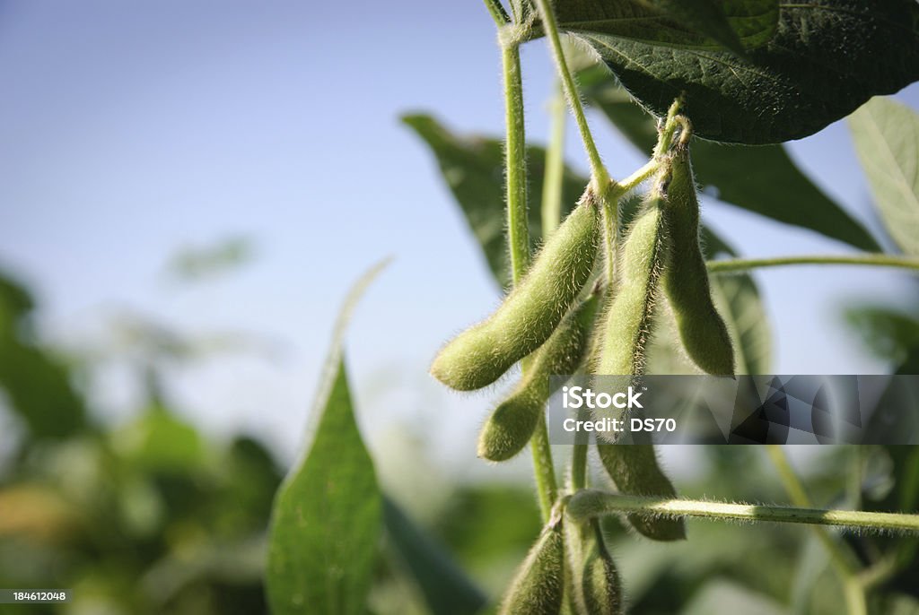 Soybean pods and leaves Green lush soybean pods Soybean Stock Photo