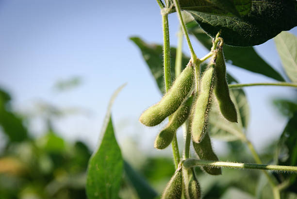 Soybean pods and leaves Green lush soybean pods crop plant stock pictures, royalty-free photos & images