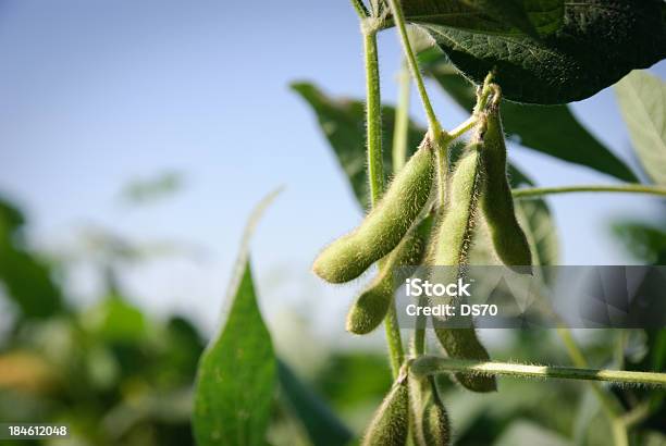 Soybean Pods And Leaves Stock Photo - Download Image Now - Soybean, Agricultural Field, Plant