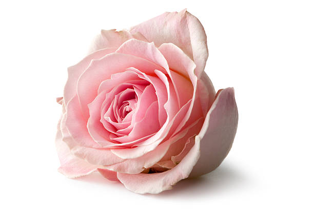 flowers: rose isolated on white background - roze stockfoto's en -beelden