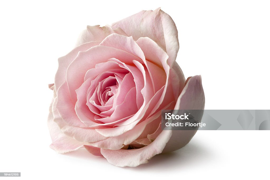 Kwiaty: Rose - Zbiór zdjęć royalty-free (Róża)