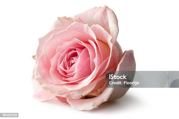 Kwiaty Rose - zdjęcia stockowe i więcej obrazów Róża - Róża, Różowy, Neutralne tło
