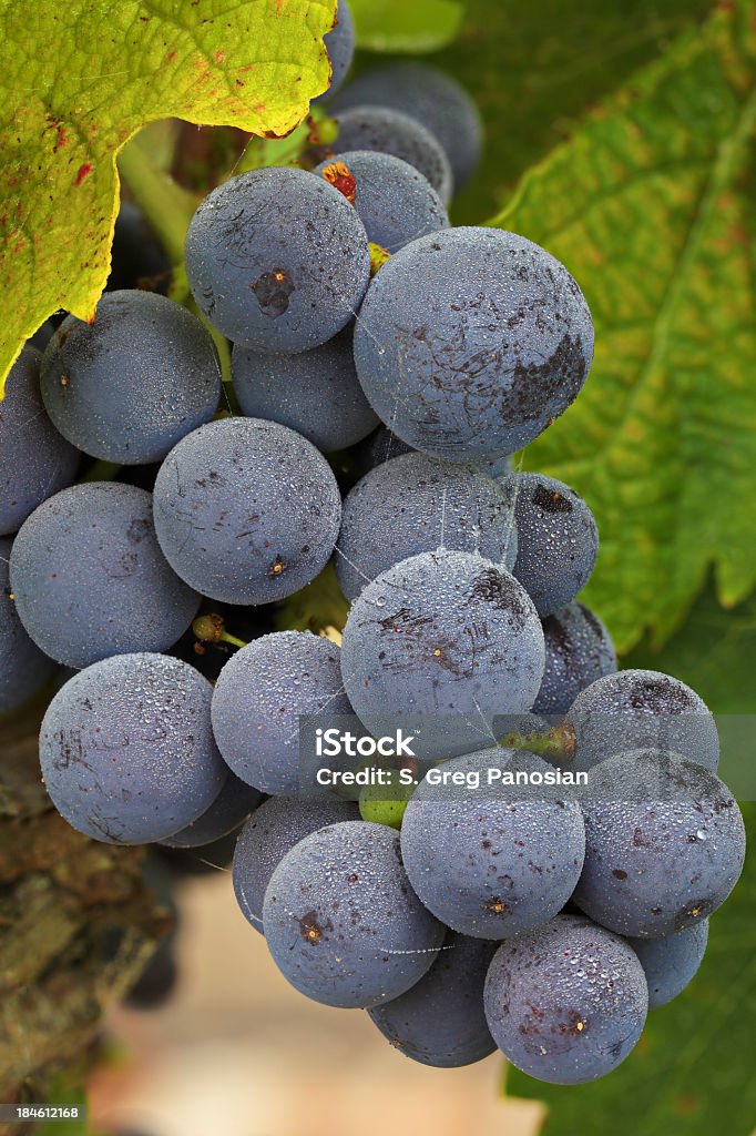 Виноград на виноградной лозы - Стоковые фото Carneros Valley роялти-фри