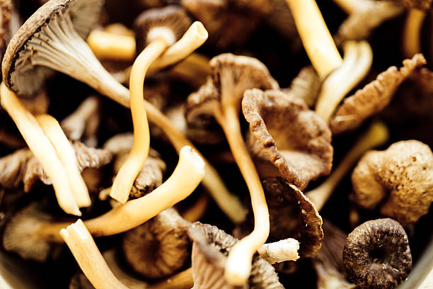 Funnel Chanterelles Edible mushrooms: Cantharellus tubaeformis aka Funnel chanterelles.Click here for more food photos! cantharellus tubaeformis stock pictures, royalty-free photos & images