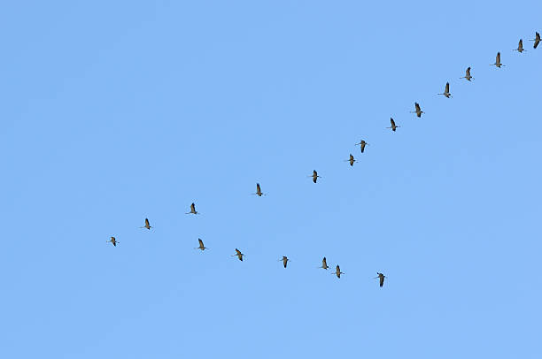 bando de grou no outono migração (alemanha - vogelzug imagens e fotografias de stock