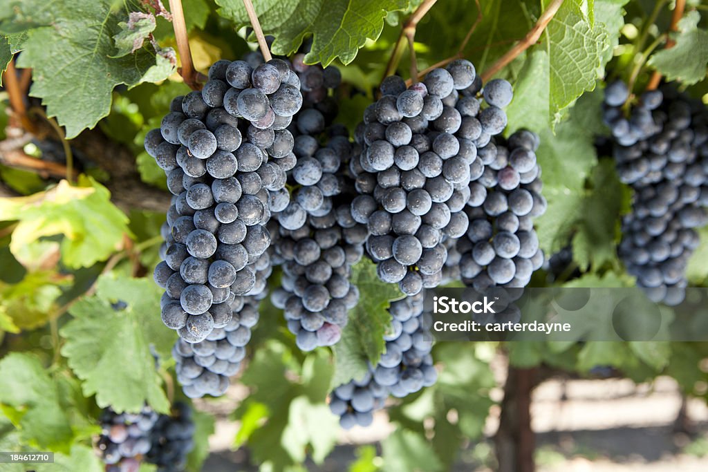 Vale de Napa Uvas para vinho maturação durante o Outono de esmagamento - Royalty-free 2000-2009 Foto de stock