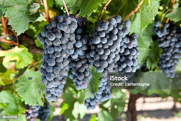 Vale De Napa Uvas Para Vinho Maturação Durante O Outono De Esmagamento - Fotografias de stock e mais imagens de 2000-2009