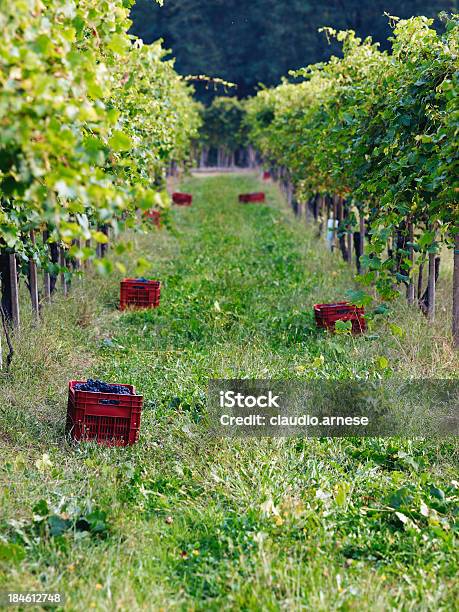 Vendemmia Immagine A Colori - Fotografie stock e altre immagini di Agricoltura - Agricoltura, Ambientazione esterna, Attività agricola