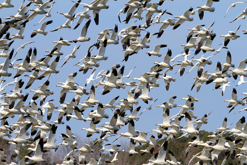 A large flock of Snow Geese (Chen caerulescens) take flight after being startled by a bald eagle flying over their roosting grounds.