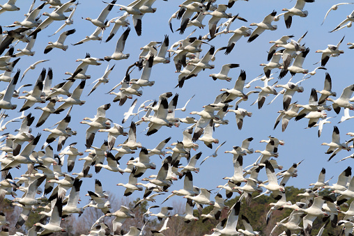 African sacred ibis passes trees lifting wings