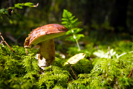 Close-up shot of mushroomSimilar images:
