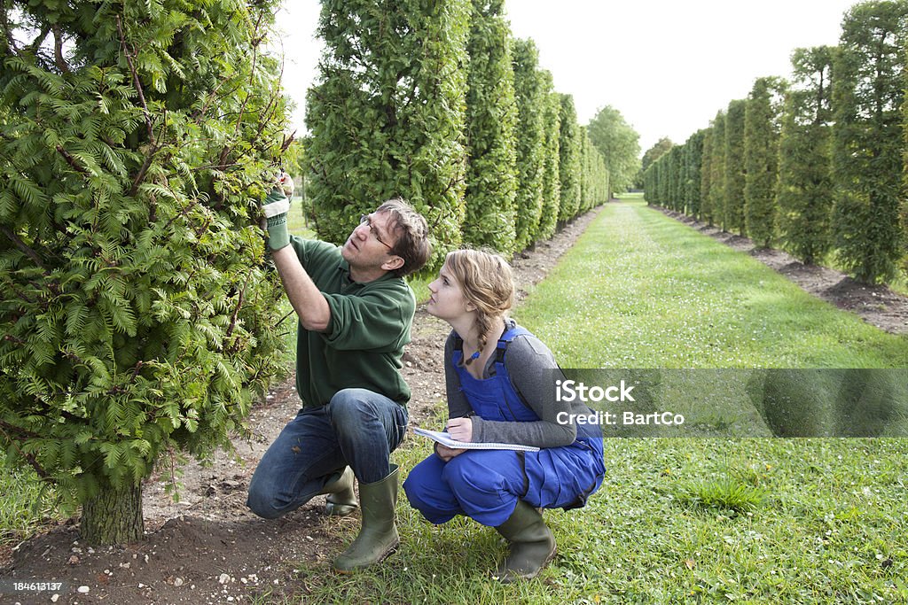 Aluno a aprender sobre aparar de um instrutor experiente. - Foto de stock de Jardinagem royalty-free