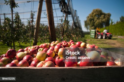 istock picking up the apples 184613235