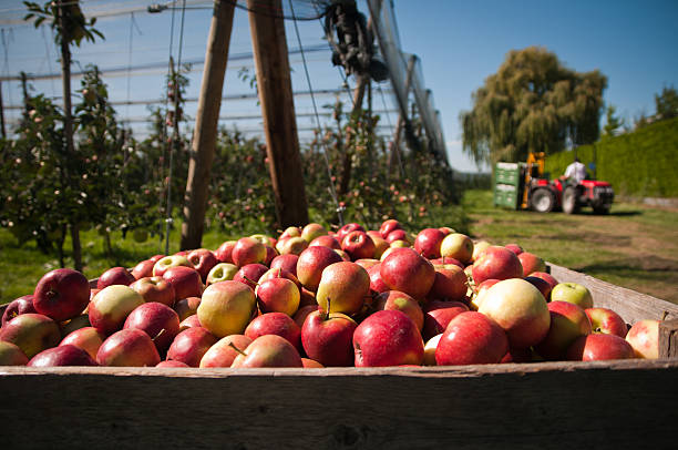 levantar as maçãs - maçã braeburn imagens e fotografias de stock