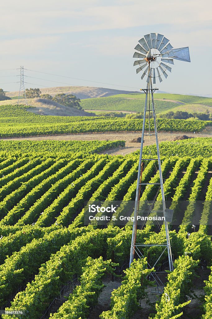 Weinberg-Landschaft - Lizenzfrei Napa Valley Stock-Foto