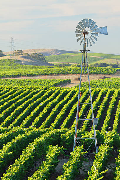 vigneto paesaggio - carneros valley napa valley vineyard california foto e immagini stock