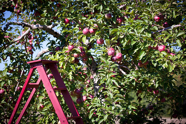 istock Red Apples in Orchard and Red Ladder 184613379