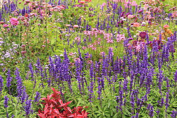 istock Flower garden in summer 184613689