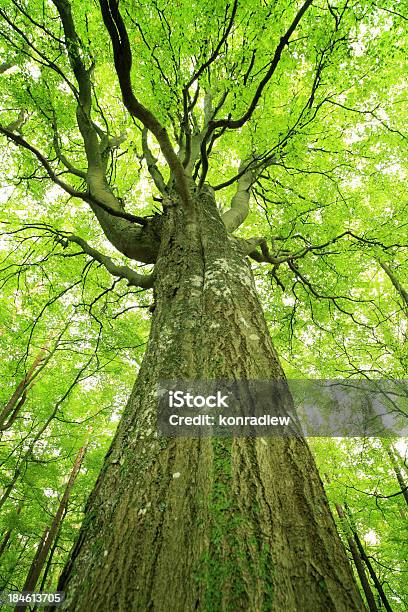 늙음 버처 나무 루킹 바라요광각 렌즈로 계절에 대한 스톡 사진 및 기타 이미지 - 계절, 공원, 나무