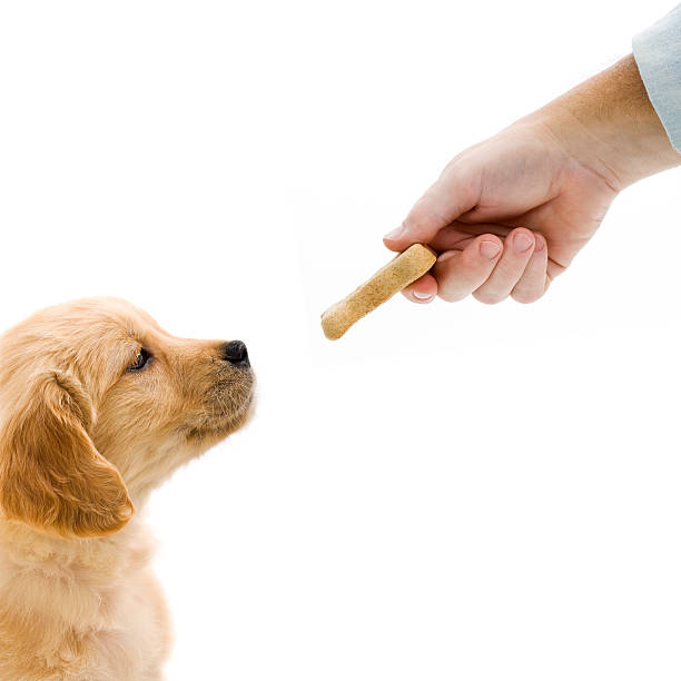 istock Treat for puppy 184614190